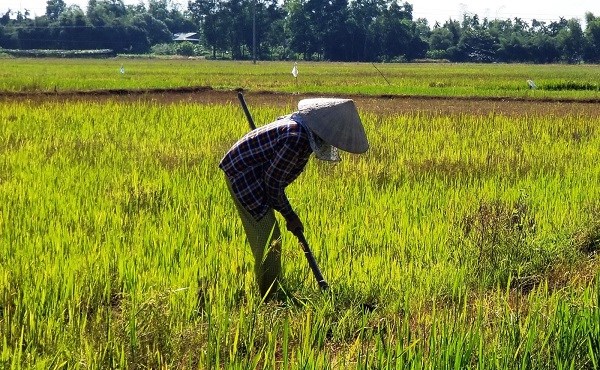 LOẠT BÀI: BỀN NÔNG VỮNG NGHIỆP <br> Bài 1: Tư tưởng tiểu nông ăn mòn động lực (19/12/2022)